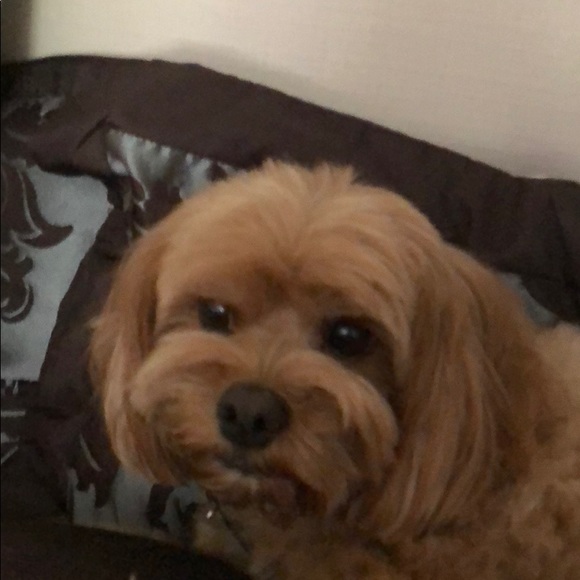 Meet your Posher, Nancy - Picture 1 of 1